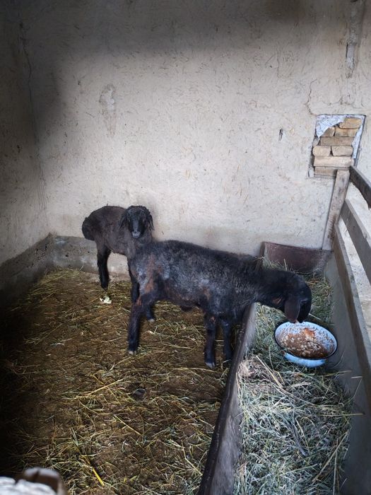 Qo'chqor barrala sotiladi.Duragay