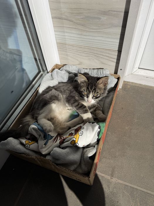 котенок ищет домик