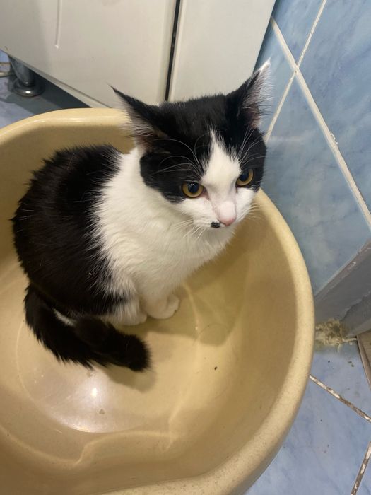 Отдаю кота  бесплатно