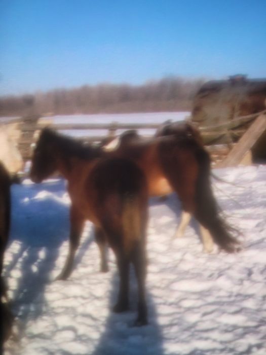 Продам  лошади жеребая