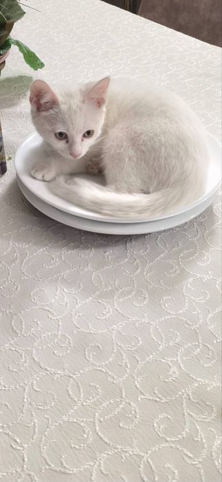 Подарявам чисто бяло коте на 4 месеца