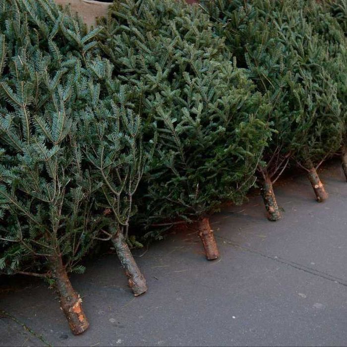 Сосны ,ели, пихты