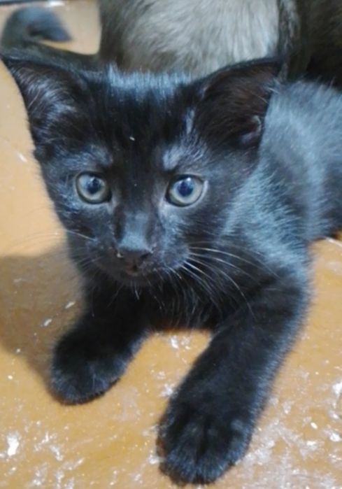 Котята в добрые руки Хадияга мушукчалар