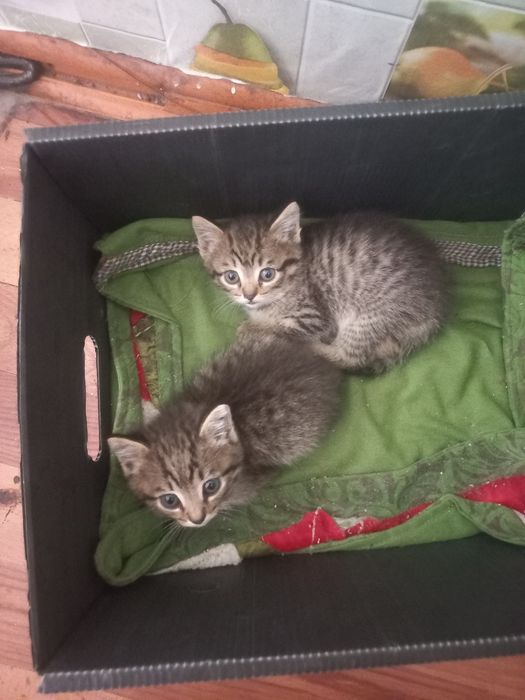 Котята в добрые руки