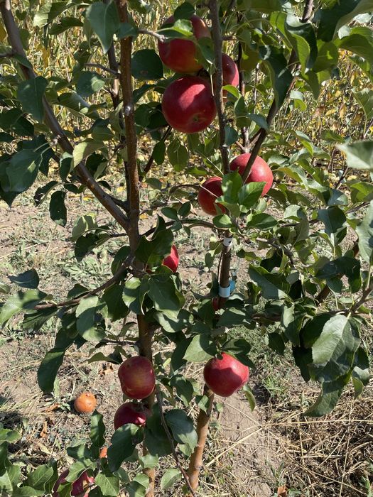 Pomi la ghiveci/Plantare pe tot timpul anului