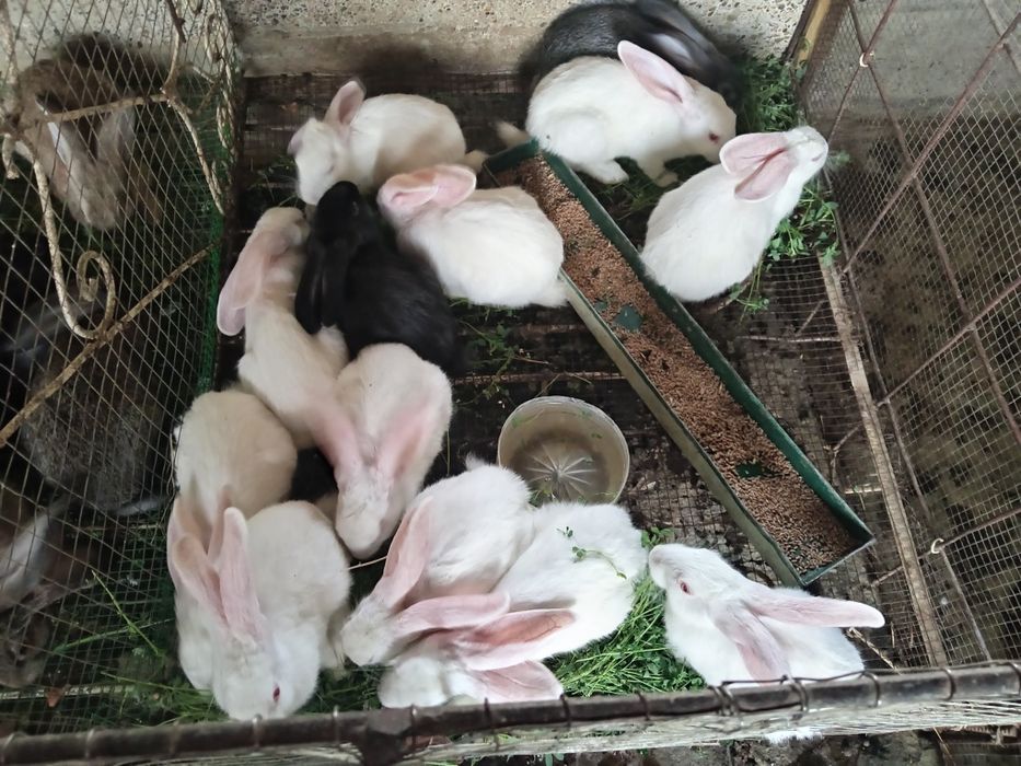 Quyonla sotiladi 50 mingdan 400 yuz mingacha