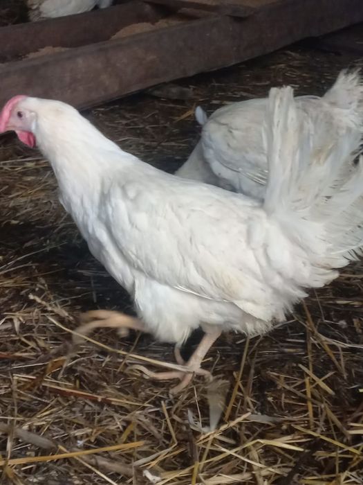 Продам курей несушек