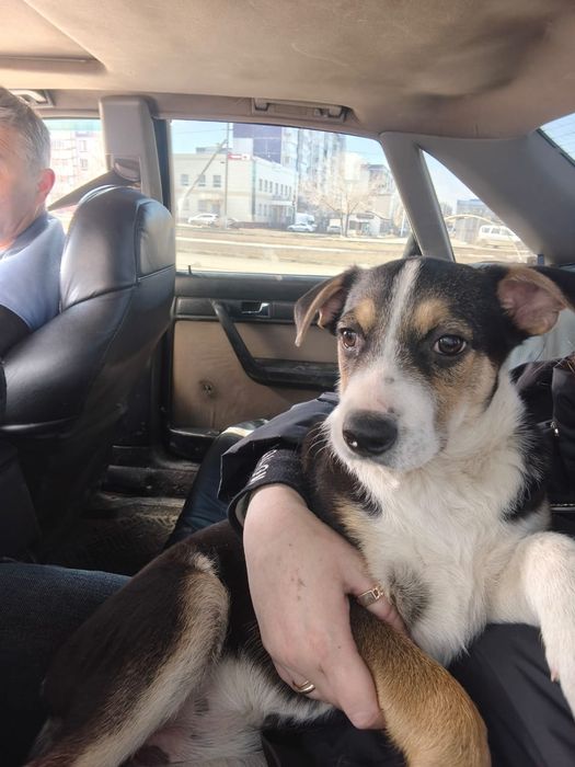 Щенок в поиске дома