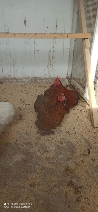 Продам курей Кохинхин