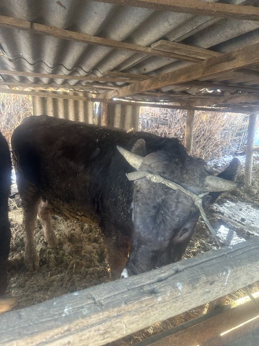 Продам 2 быка алатау