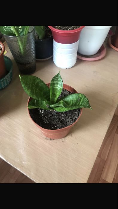 Сансевиерия   Блек Драгон, Ханни