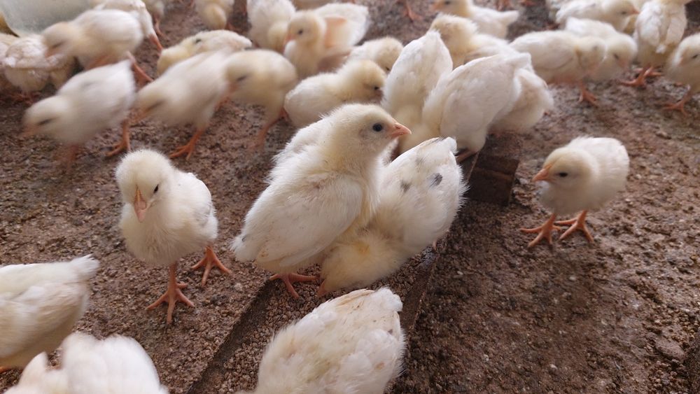 Суточные цыплята (курочки)