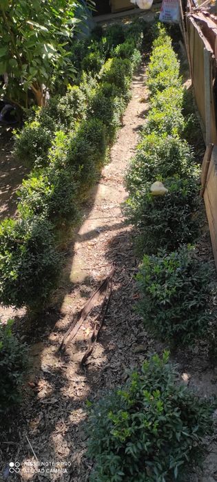 Лимон Шамшот рангли Изгородь