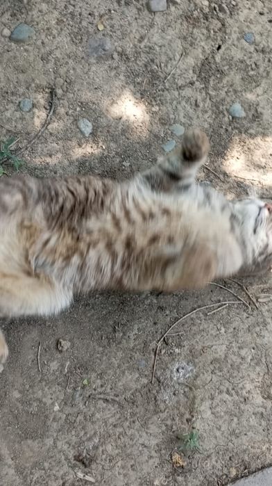 Найдена кошечка район Алматы 1