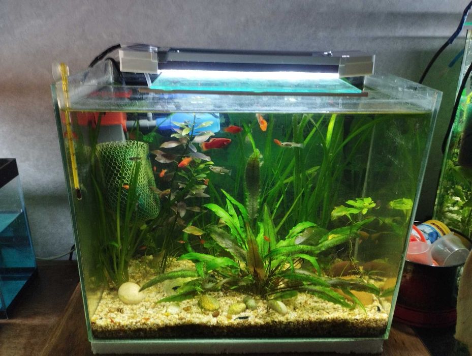 Пецилия Красная .