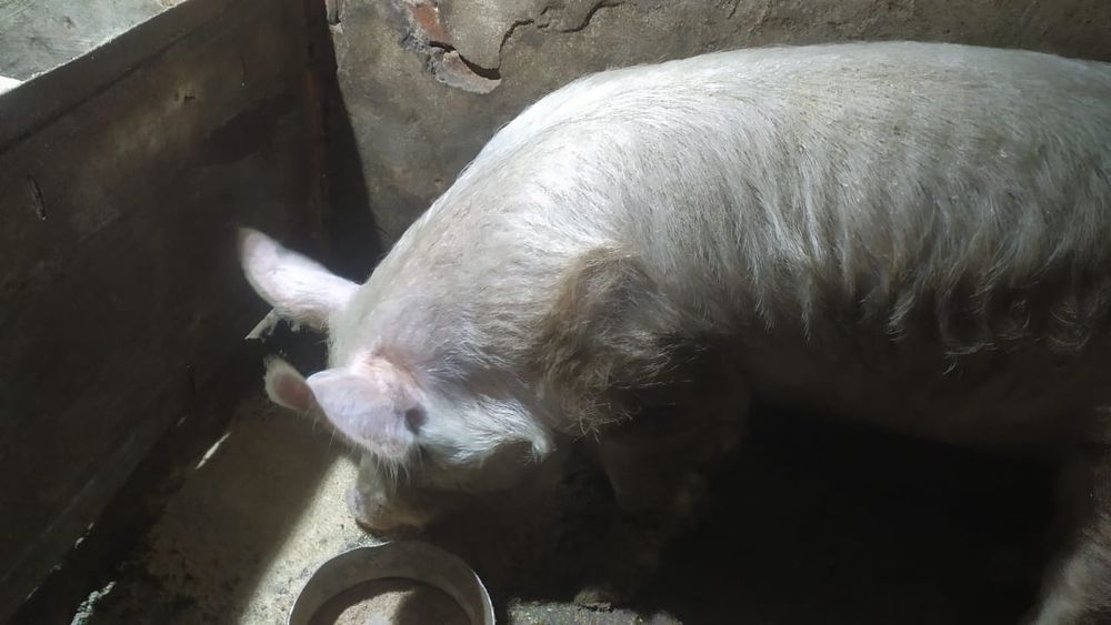 Продам хряка Йоркшир