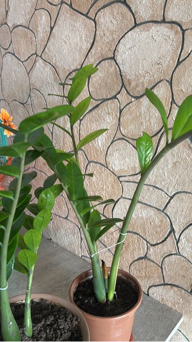 Продам цветы  распродаю срочно