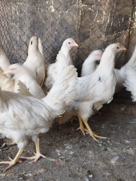 Продам куры домашние