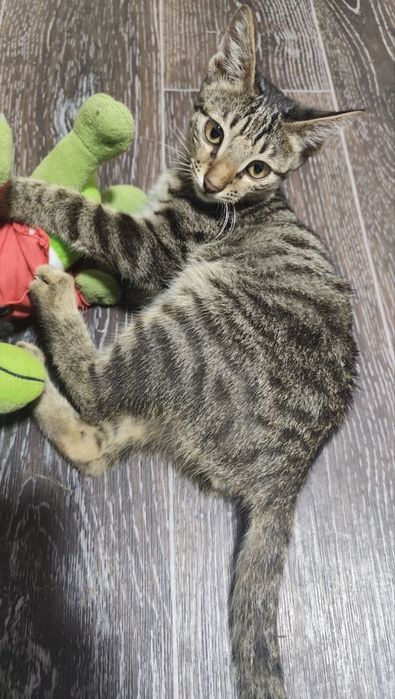 КОТЕНОК 2-3 МЕСЯЦА, домашний