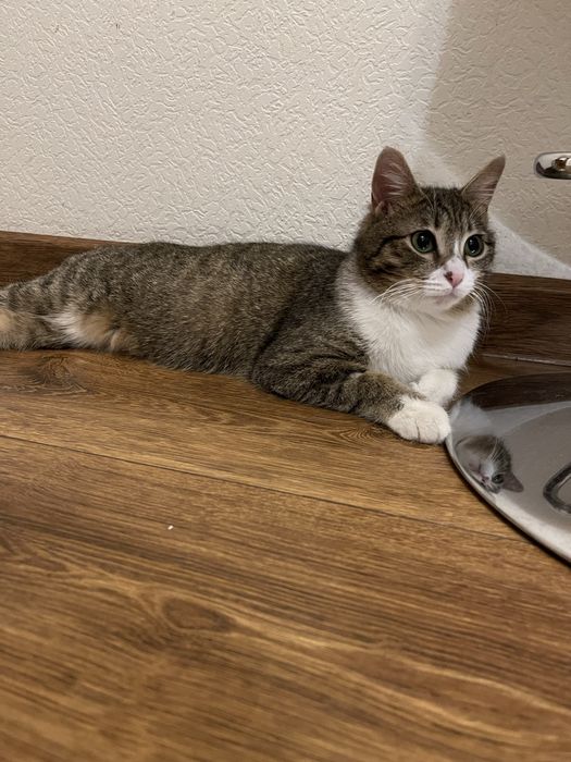 Кошка в очень хорошие руки