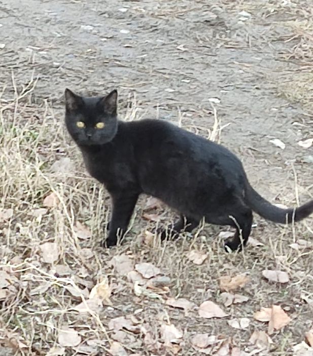 Котик в добрые руки