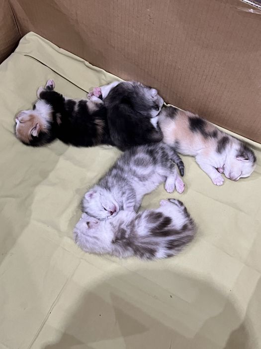 Котята 1.5месятц   здоровые и породыстые