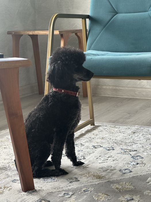 Продается пудель черный 2,5 годика мальчик