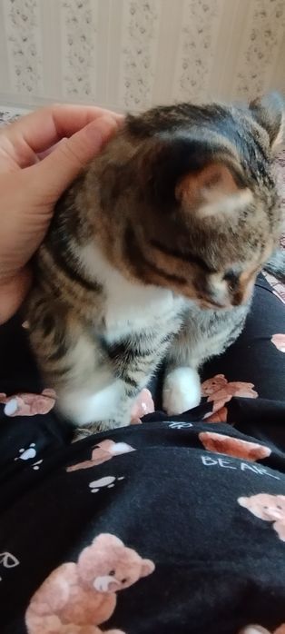 Отдам кошечку в добрые руки