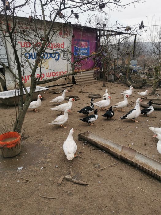 Vând rațe și cocoși