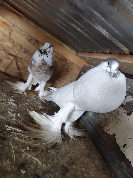 Porumbei de ornament