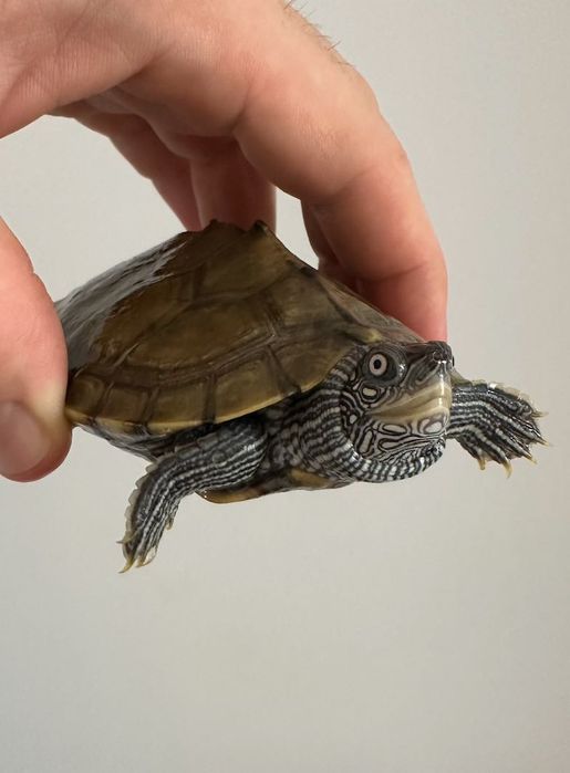Костенурки Graptemys pseudogeographica
