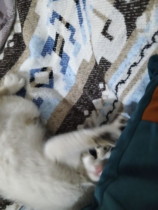 кошечка. 2 месяца