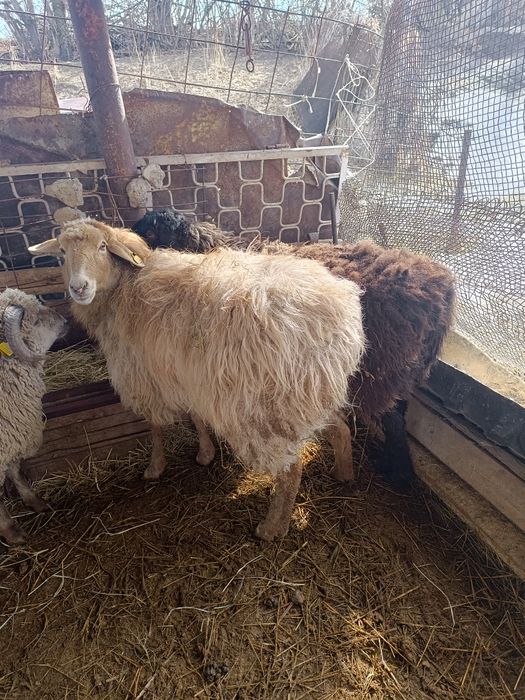 Продам двух маток