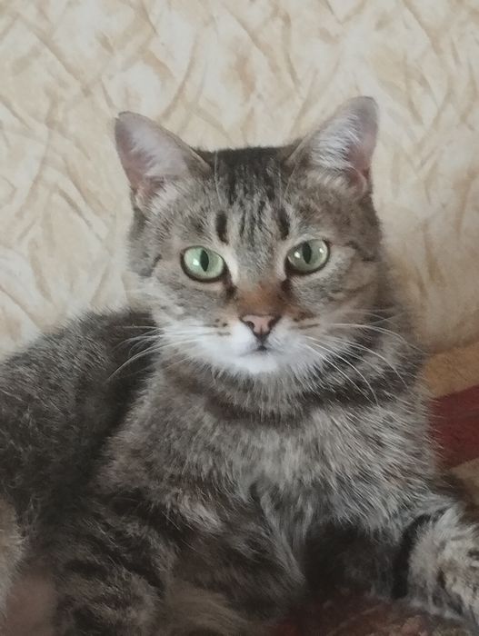 Передержка для кошки
