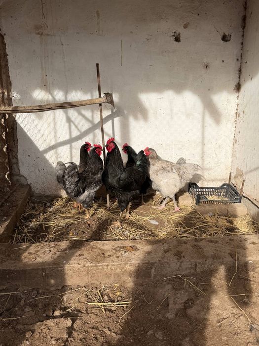 Джерси таук сатылады  200 мынг дан