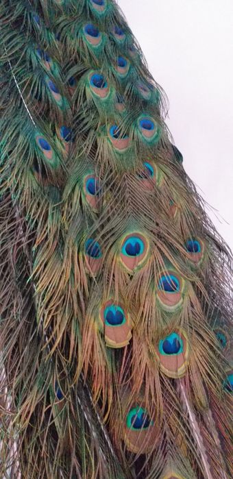 Продам перья Павлина