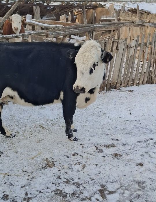 Продам стельную корову