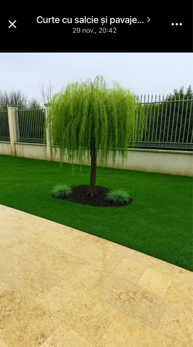 Gazon rulou 20 lei mp