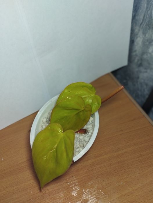 Продам комнатные растения