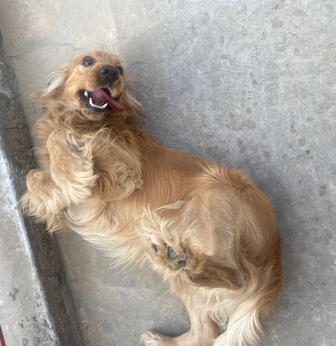 Собака (охотничий)