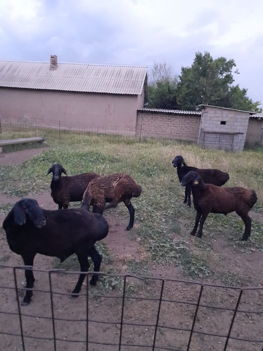 4 кошка бар 1.5 жасар
