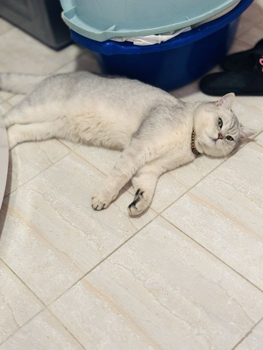 Britanskiy shinshila tozza qon vyaska taklif qilamiz