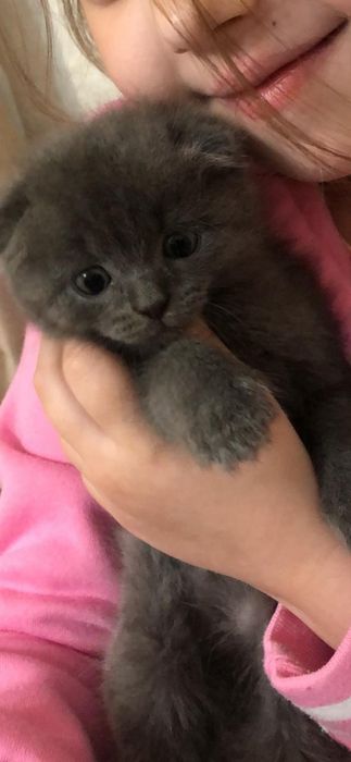 Котенок в добрые руки