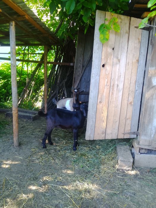Vând 3 țapi din primăvară buni de montă