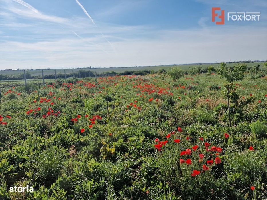 Teren extravilan de 3500 mp de vanzare in Remetea Mare