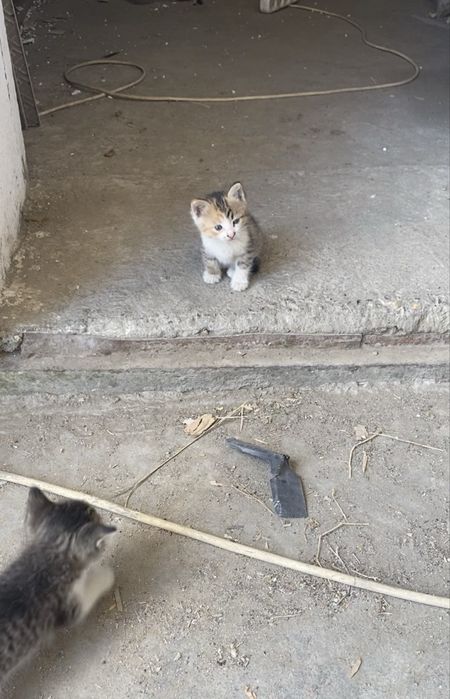 Котенки в добрые руки