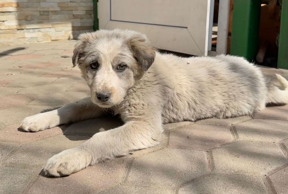 Отдам бесплатно щенка