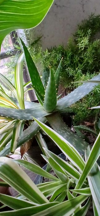 Aloe vera cu frunze suculente