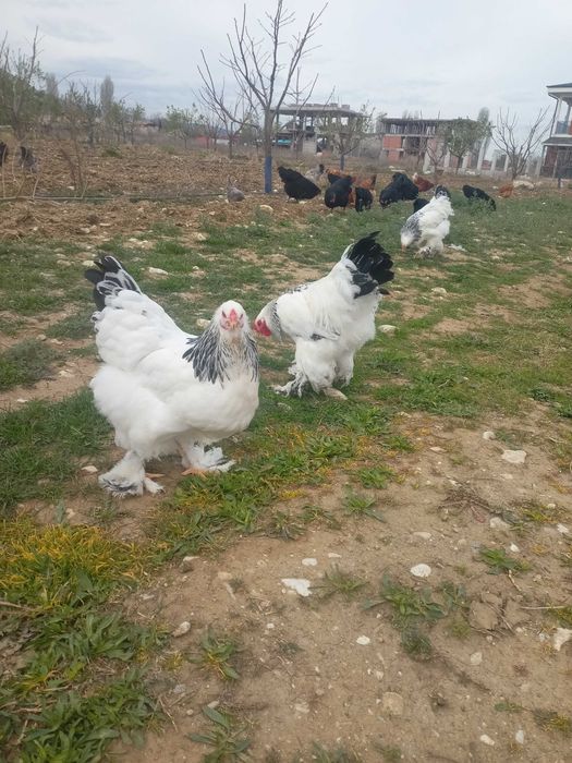 Домашни яйца от свободни  кокошки за консумация и оплодени.