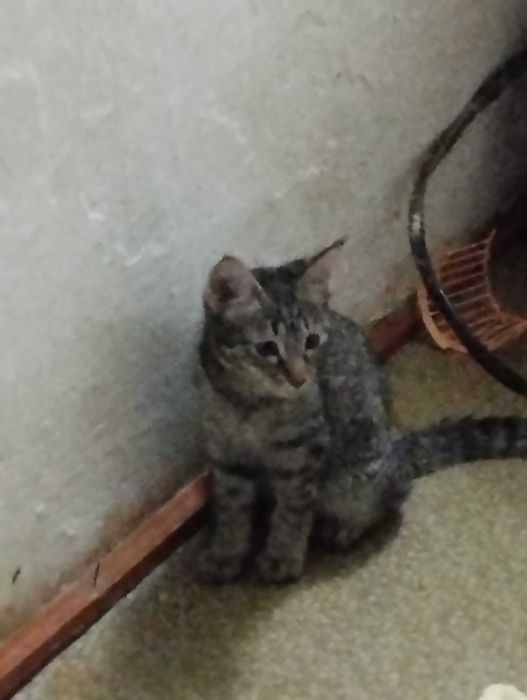 Отдаём котят в хорошие руки